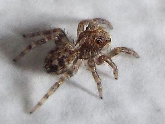 Pseudeuophrys cf. vafra - Milano (MI)